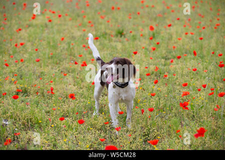 English Springer Spaniel, Mohnfeld, Kent Großbritannien, atemberaubende Stockfoto