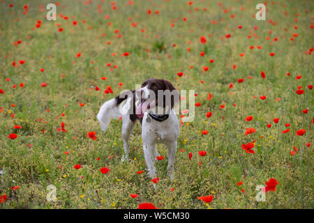 English Springer Spaniel, Mohnfeld, Kent Großbritannien, atemberaubende Stockfoto