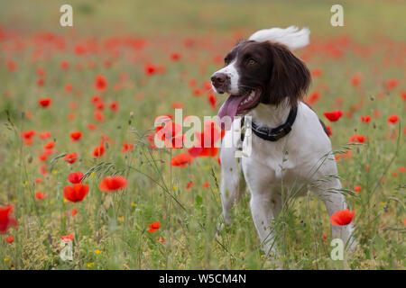 English Springer Spaniel, Mohnfeld, Kent Großbritannien, atemberaubende Stockfoto