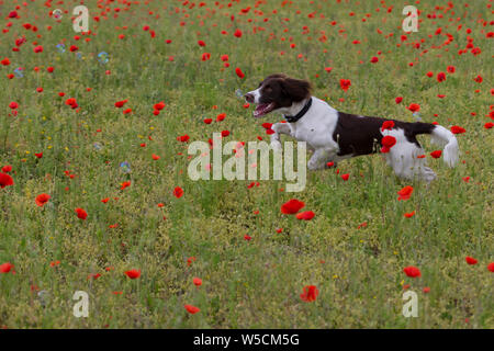 English Springer Spaniel, Mohnfeld, Kent Großbritannien, atemberaubende Stockfoto