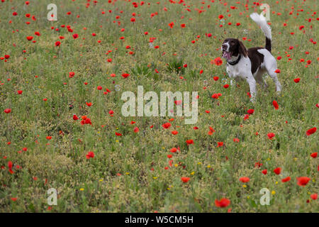 English Springer Spaniel, Mohnfeld, Kent Großbritannien, atemberaubende Stockfoto