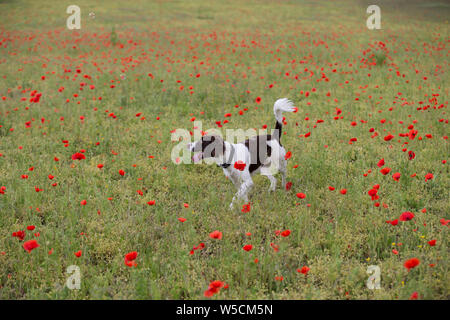 English Springer Spaniel, Mohnfeld, Kent Großbritannien, atemberaubende Stockfoto