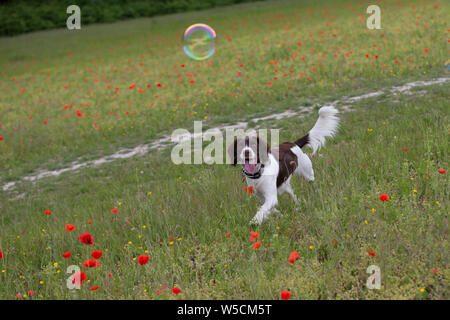 English Springer Spaniel, Mohnfeld, Kent Großbritannien, atemberaubende Stockfoto