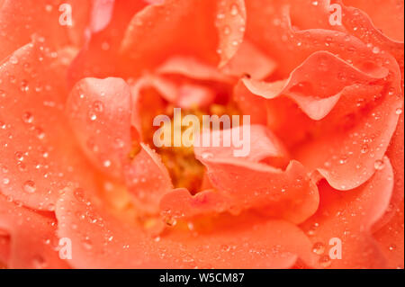 Rosa lachs Rose mit Wassertropfen Nahaufnahme Stockfoto