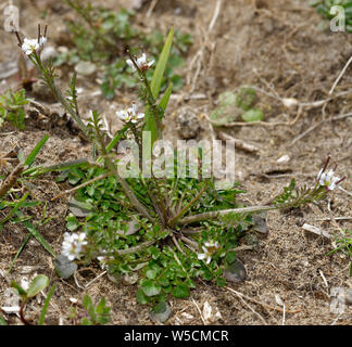 Haarige Bitter-kresse - Cardamine hirsuta einen gemeinsamen Garten Unkraut Braunton Burrows Sanddünen Stockfoto