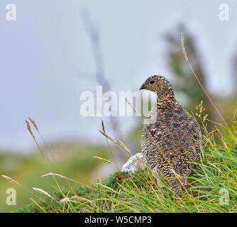 Schöne Rock Ptarmigan, Schnee Huhn Lagopus mutus. In dem trüben und nebligen Tag. Grintovec, Slowenien, Europa. In das grüne Gras. Stockfoto