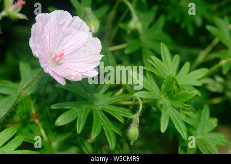 Gestreifte Bloody Cranesbill - Geranium sanguineum var. Striatum einzelne Blume & Blätter Stockfoto