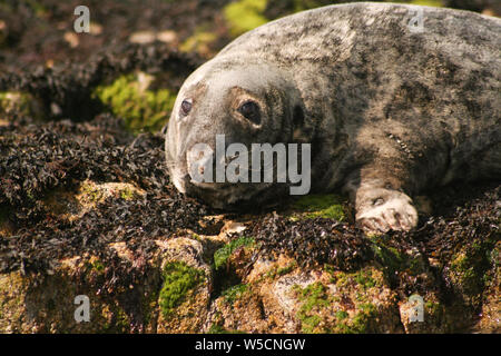 Kegelrobben Stockfoto