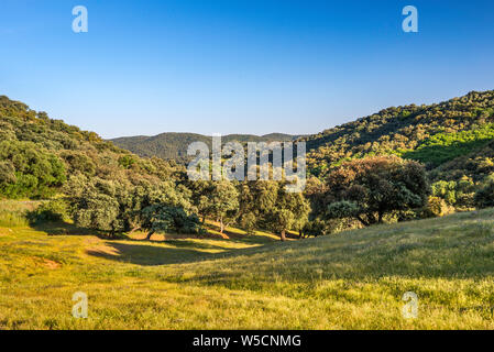 Sierra Norte de Sevilla Naturpark Sierra Morena Gebirges, in der Nähe der Cazalla de la Sierra, Sevilla Provinz, Andalusien, Spanien Stockfoto