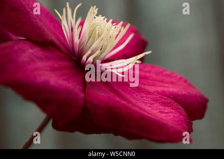 Clematis blühen aus nächster Nähe Stockfoto