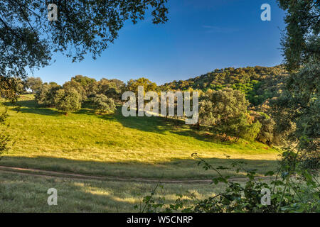 Sierra Norte de Sevilla Naturpark Sierra Morena Gebirges, in der Nähe der Cazalla de la Sierra, Sevilla Provinz, Andalusien, Spanien Stockfoto