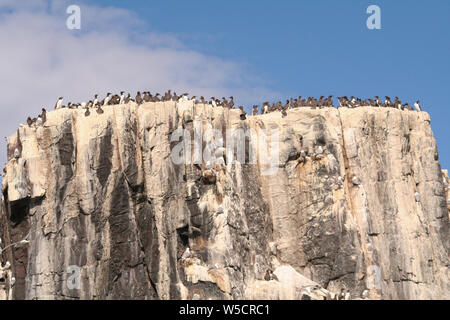 Gullimot, Schutzgebiet, Farne Inseln Stockfoto