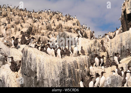 Guillimot-Kolonie, Farne-Inseln Stockfoto