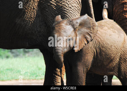 Eine nette junge Wilde Elefanten bleiben nah an die Große Mutter. Während auf Safari in Südafrika fotografiert. Stockfoto