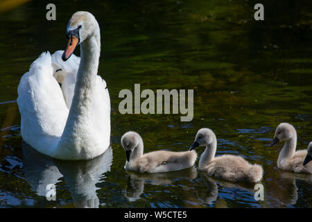 Weißer Schwan mit Cygnets schwimmt im dunklen Wasser Stockfoto