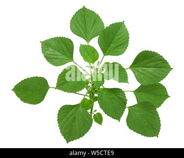 Katzenminze (Nepeta Cataria) auf weißem Hintergrund Stockfoto