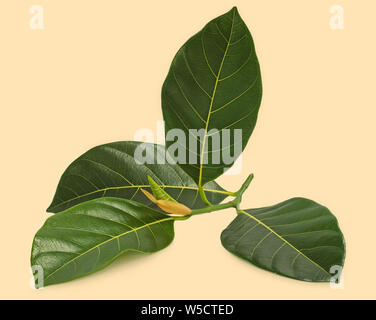 Jackfruit Blatt auf weißem Hintergrund Stockfoto