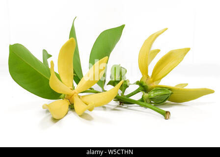 Gelbe Blume, Magnolie champaca Blume auf weißem Hintergrund Stockfoto