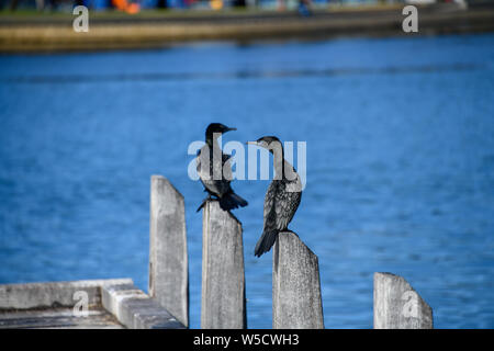 Kleine schwarze Kormoran auf Pier Jetty in Mandurah Western Australia Stockfoto