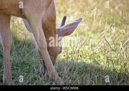 Jungen Wilden Hirsch mit kleinen Geweihen grasen Stockfoto