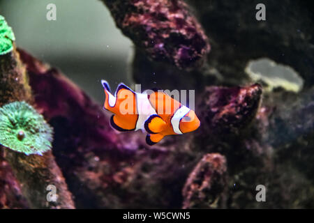 Ocellaris Clownfisch Nemo im Aquarium Stockfoto