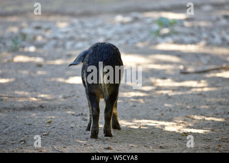 Ungarische mangalica Ferkel (Rückseite) Stockfoto