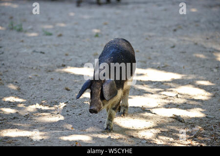 Ungarische mangalica Ferkel (Vorderansicht) Stockfoto