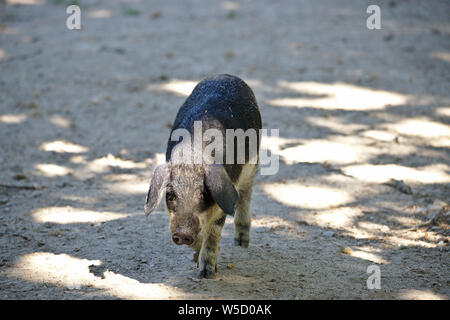 Ungarische mangalica Ferkel (Vorderansicht) Stockfoto
