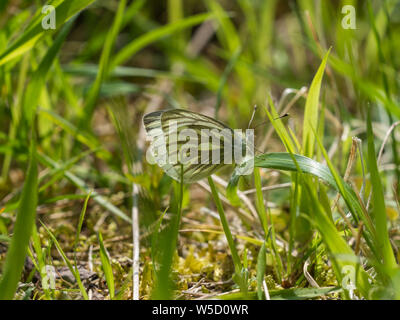 Eine Green-Veined White Butterfly Fütterung von einem Löwenzahn Stockfoto