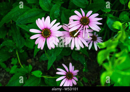 Hoher Kontrast Foto von Echinacea Blumen mit dunkelgrünem Hintergrund und einige nasse Blätter. Heilpflanze/Werk. Stockfoto