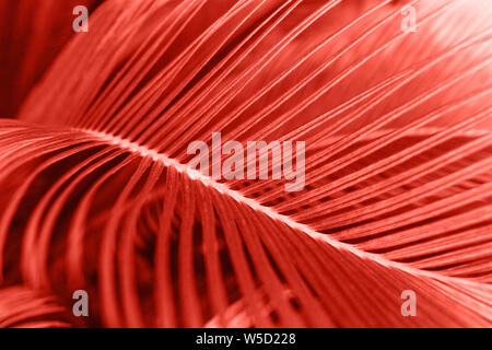 Nahaufnahme eines Blattes der Farn in Farbe lebende Koralle. Blatt Pflanzen in trend Farbe. Stockfoto