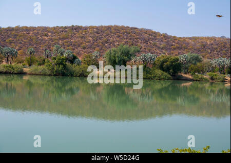 Makalani Palmen (Hyphaene petersiana), auch bekannt als der echte Fan Palm. Am Kunene Fluss (Cunene Flusses), der die Grenze zwischen Angola und Namibia fotografiert, so Stockfoto