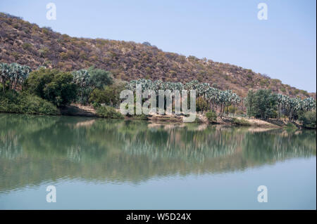 Makalani Palmen (Hyphaene petersiana), auch bekannt als der echte Fan Palm. Am Kunene Fluss (Cunene Flusses), der die Grenze zwischen Angola und Namibia fotografiert, so Stockfoto