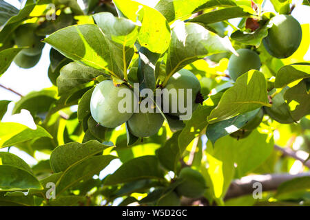 Lecker, aber immer noch grün Kaki Früchte. Dattel ist eine leckere und gesunde Frucht, die in Ländern mit warmem Klima wächst. Stockfoto