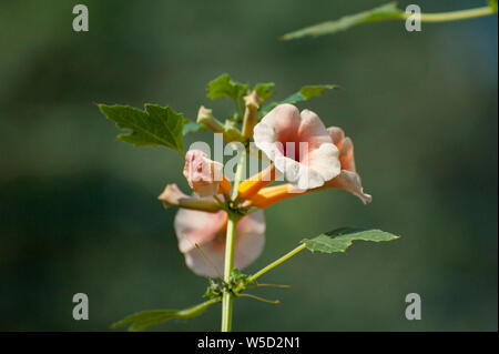 Orange Namibischen wildflower Fotografiert am Kunene Fluss (Cunene Flusses), der die Grenze zwischen Angola und Namibia, im Südwesten Afrikas Stockfoto