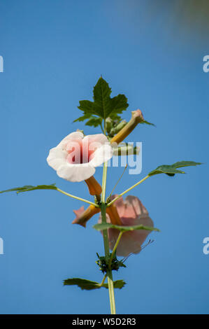 Orange Namibischen wildflower Fotografiert am Kunene Fluss (Cunene Flusses), der die Grenze zwischen Angola und Namibia, im Südwesten Afrikas Stockfoto