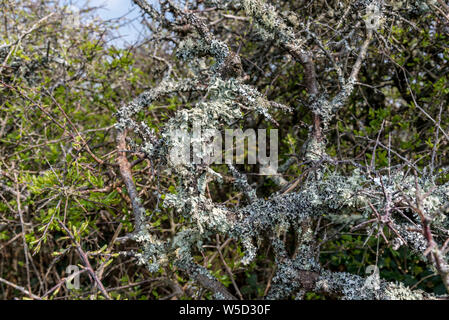 Dichte und fruticose foliose Flechten wachsen auf einem weißdorn-Hedge im frühen Frühjahr Stockfoto