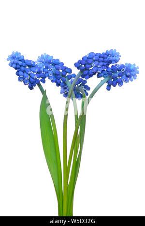 Muscari Blumen auf weißem Hintergrund Stockfoto