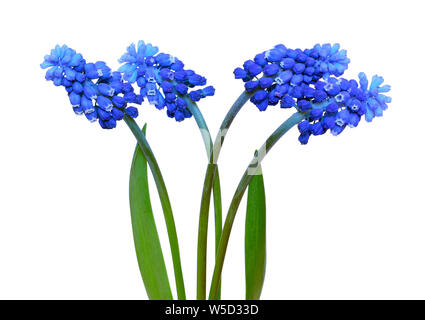 Muscari Blumen auf weißem Hintergrund Stockfoto