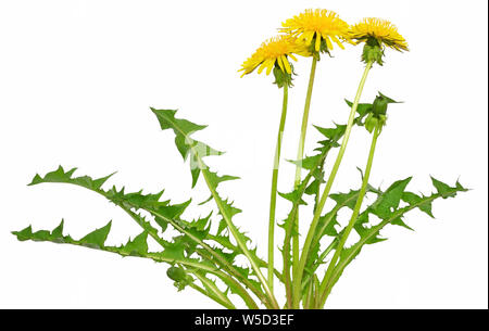 Löwenzahn Blume isoliert auf weißem Hintergrund Stockfoto