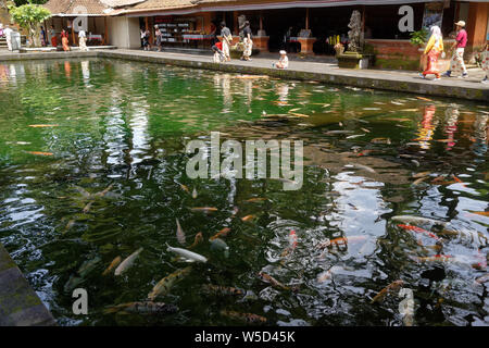 Koi Karpfen pool im Pura Tirta Empul, Heiligen Spirng Tempel, Ubud, Bali, Indonesien Stockfoto