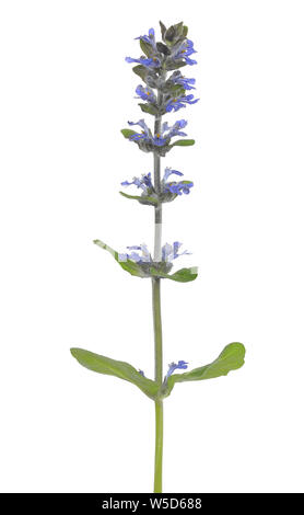 Ajuga reptans, blau bugle Blume auf weißem Hintergrund Stockfoto