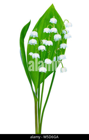 Convallaria majalis Blume auf weißem Hintergrund Stockfoto