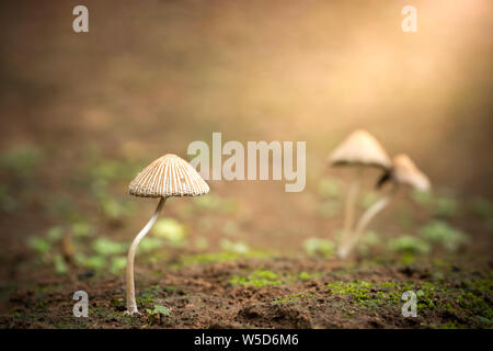 Giftige Pilze und Morgensonne in tropischen Wald. Konzept der schönen Killer. Stockfoto