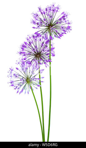 Allium Blumen auf weißem Hintergrund Stockfoto