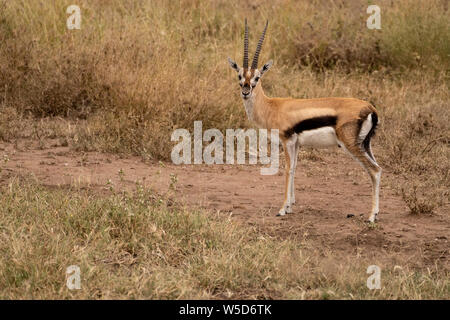 Männliche Thomson's Gazelle (Gazella Thomsonii) Beweidung, Serengeti National Park, Tansania, im April Stockfoto