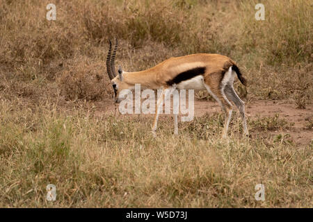 Männliche Thomson's Gazelle (Gazella Thomsonii) Beweidung, Serengeti National Park, Tansania, im April Stockfoto