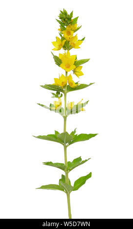 Lysimachia Vulgaris Blume isolierten auf weißen Hintergrund Stockfoto