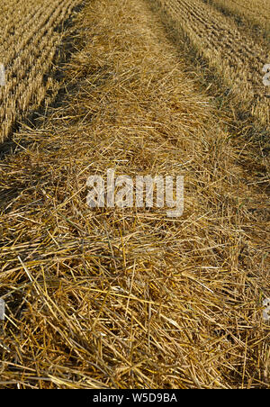 Beerta, Niederlande - 2019.07.27: Ein frisch geernteten Weizen Feld am Ortsrand von beerta Stockfoto