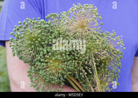 Allium hollandicum 'Purple Sensation'. Frisch allium seedheads für Trocknung und innen Anzeige ausschneiden Stockfoto